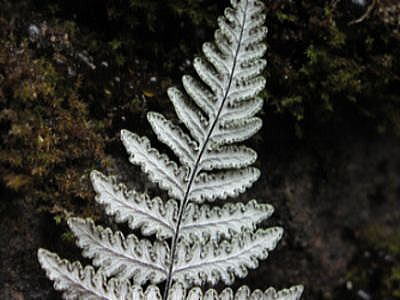 Aleuritopteris krameri CEW